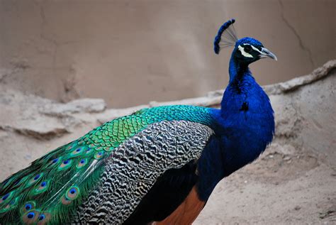 Peacock The Most Beautiful And Colorful Bird In The World 10 Pics