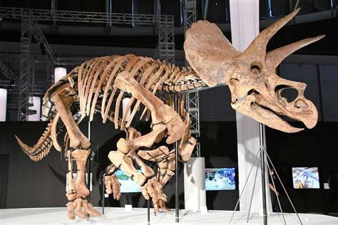 Triceratops Fossil Star At Yokohama Dinosaur Exhibit Sony Cp