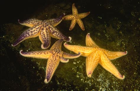 Northern Pacific Seastar Biosecurity Nz Government