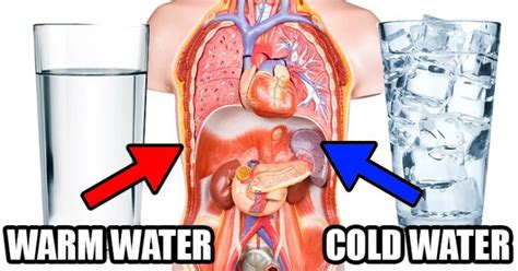 Which Is Better Drinking Cold Or Warm Water