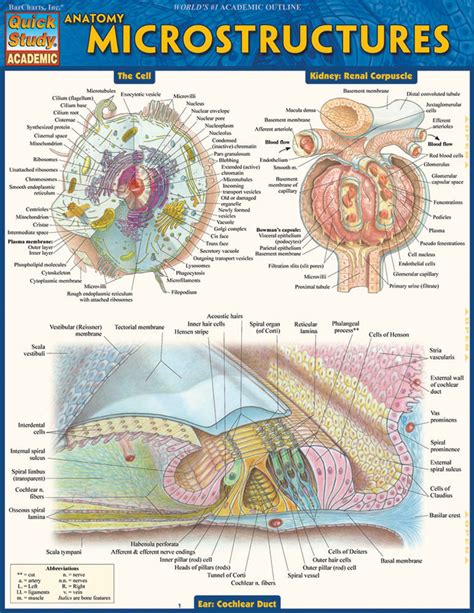 Quickstudy Anatomy Microstructures Laminated Study Guide 9781423224150