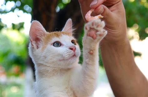 Cat meat is meat prepared from domestic cats for human consumption. Can Cats Eat Shrimp?