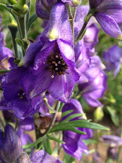 As a vacation treat order a fruit basket for friends. Azure Monkshood (Aconitum fischeri) in Rapid City, South ...