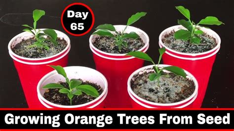 Growing Citrus Orange Trees From Seed Day 65 Youtube
