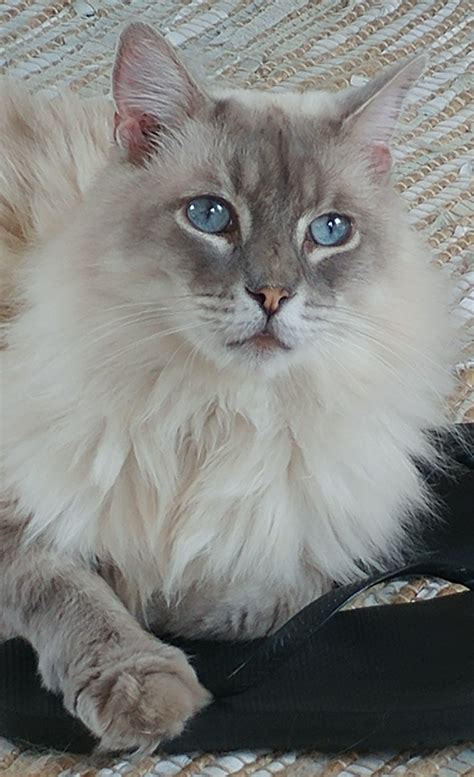 My Wolfie Hes A Lilac Lynx Point Siamese Ragdoll And Approx 8yrs Old