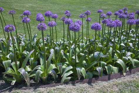 Allium Purple Flowers Clippix Etc Educational Photos For Students