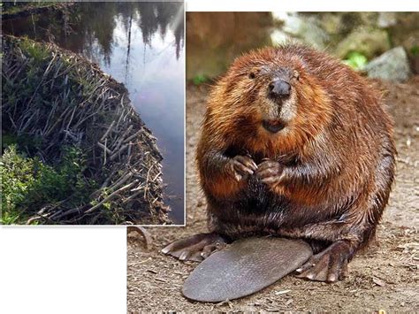 What Role Do Beavers Play In Climate Change Science Aaas