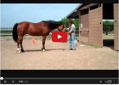 Horse Plays Frisbee With His Owner The Horseaholic