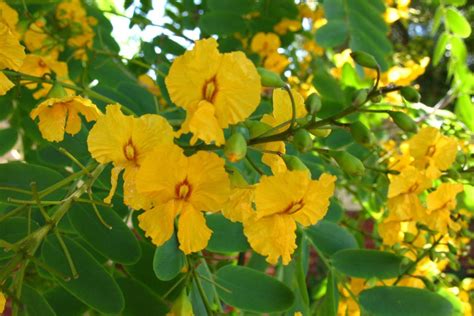 Tipuana Tipu Shade Trees Yellow Flowers Plants