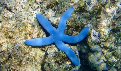 Bulbgeo Starfish Dodecahedron Agrohortipbacid