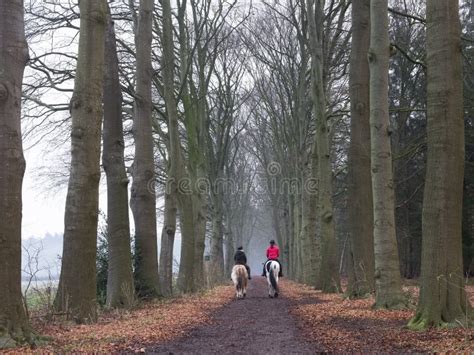 Two People On Horsback On Forest Road In The Netherlands Near Utrecht