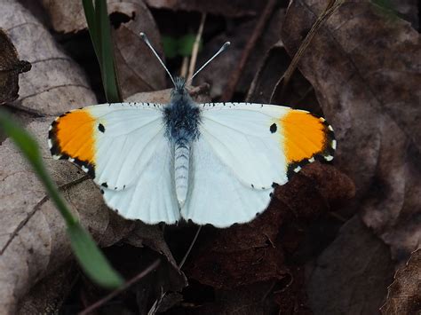 Falcate Orangetip Alabama Butterfly Atlas