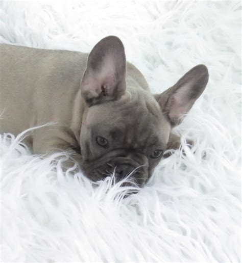 The basic color of all french bulldogs is now fawn (or a warm beige color). Blue French Bulldog Puppies for Sale - Breeding Blue ...