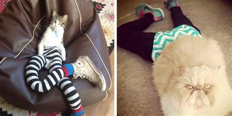 Cats Wearing Tights Is The Weirdest Meme We Never Knew We Needed The