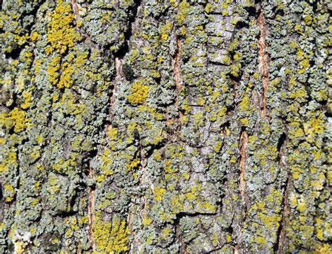 Moss On Tree Bark Stock Photo Image Of Rough Wood Macro 87304348