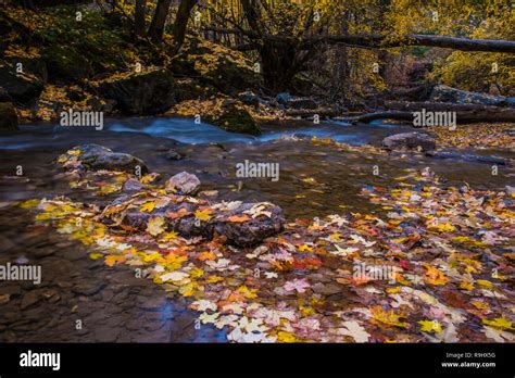 Beautiful Autumn Colors Along A Mountain Stream Stock Photo Alamy