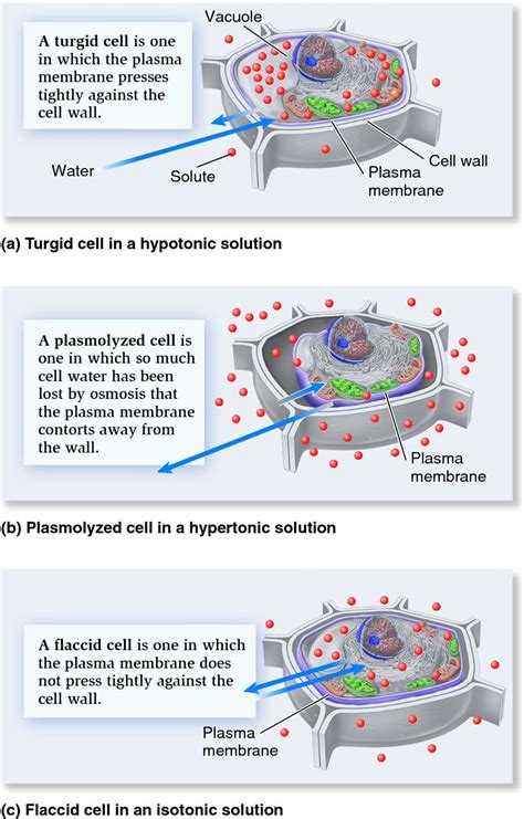Pressure can build up in a plant system when water enters a plant cell due to diffusion causing a 3. Turgid, plasmolyzed, and flaccid plant cells. - Biology ...
