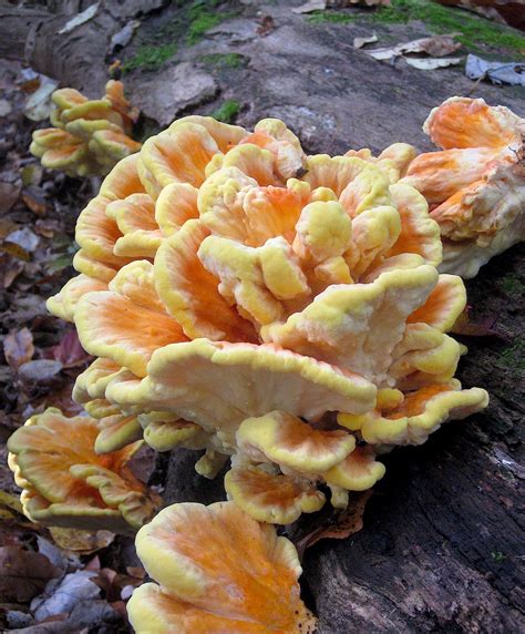 5 Easy To Identify Edible Mushrooms For The Beginning