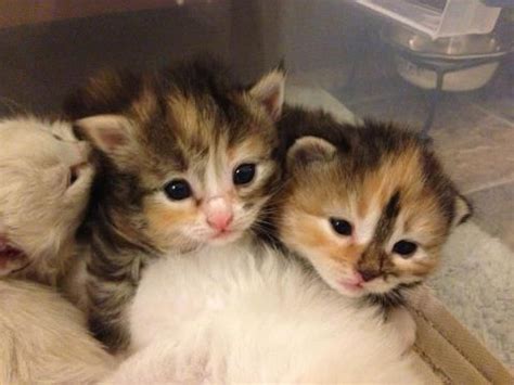Allergy free cats for adoption. Allergy free Siberian Kittens