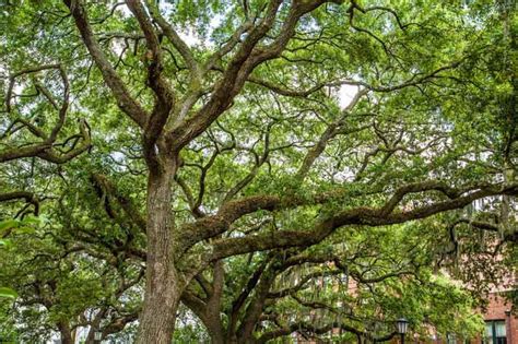 Quercus Virginiana Live Oak