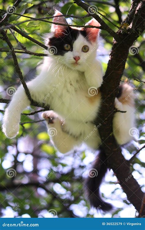 Cute Kitten Resting On The Tree Branch Stock Image Image Of Feline