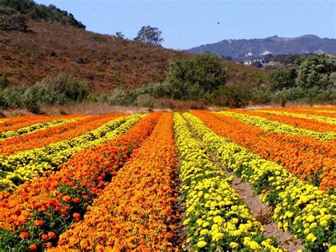 32 Best Lompoc Valley Of The Flowers Images On Pinterest Lompoc