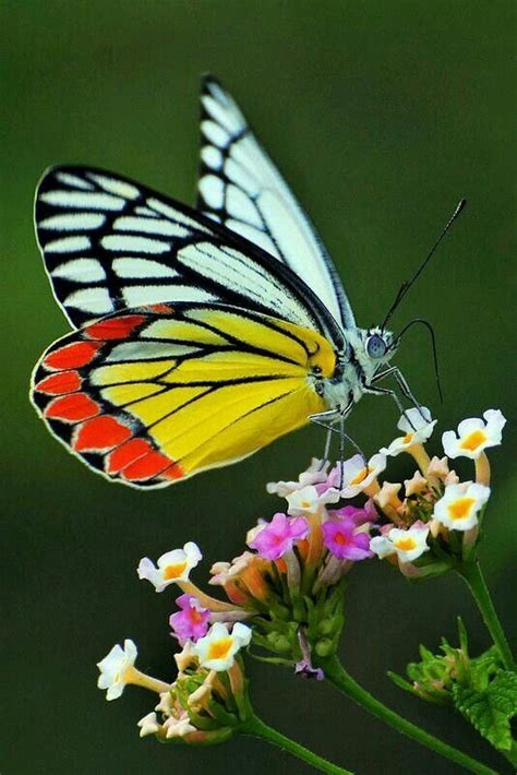 Beautiful Bugs Beautiful Butterflies Amazing Nature Beautiful