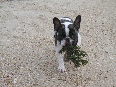 Your french bulldog can drown within seconds if they fall into water above their heads. Can French Bulldogs Swim? - French Bulldogs in Water