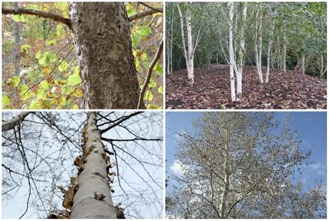 6 White Bark Trees In Colorado Add Beauty Year Round