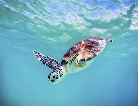 Hawaii Green Sea Turtle Chelonia Mydas An Endangered Species