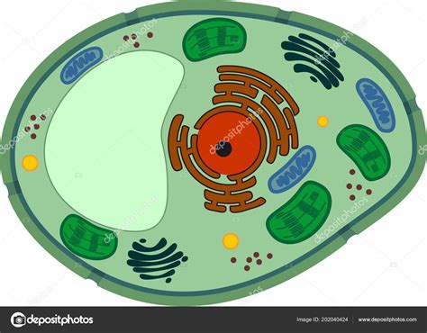 What Are The Organelles In Plant Cell