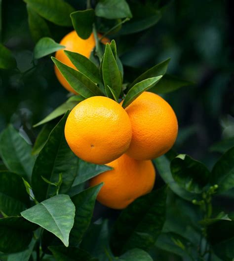 Citrus Tree Maturity At What Age Do Citrus Trees Produce Fruit