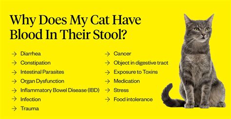 Cat Has Blood In Stool Why And What To Do Dutch