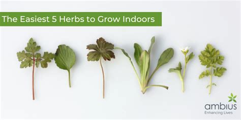 The Easiest 5 Herbs To Grow Indoors Ambius Za Blog