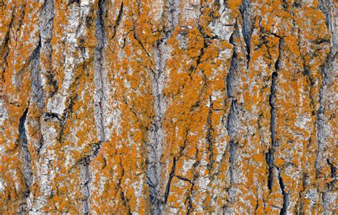 Free Download Wallpaper Tree Trunk Bark Wallpapers Textures Download