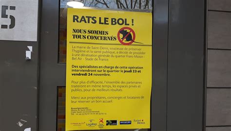 Opération Rats Le Bol Dératisation Massive Dans Le Quartier Du