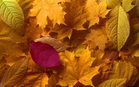 Fall Leaves Macbook Air Wallpaper Download Allmacwallpaper