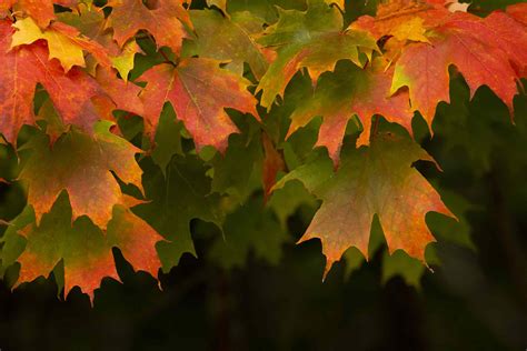 5 Most Common Maple Varieties In North America