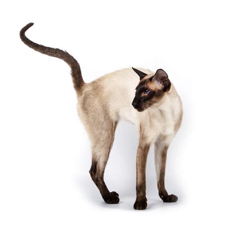 Siamese Tortie Pointed Cats Cat Breeds
