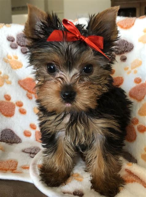 I can't even begin to tell you how many calls i receive from people that bought a sick puppy dog from another breeder, and now have thousands of dollars in vet bills. Seven Cedars Yorkies - Puppies For Sale