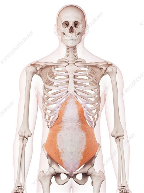 Ive been looking for references to help me understand how the abdominal muscles on the side look and this gives me a good idea of that. Human abdominal muscles - Stock Image - F015/8626 ...