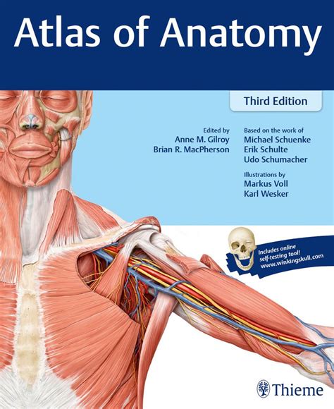 Atlas Of Anatomy Ebook Atlas Anatomy Gilroy
