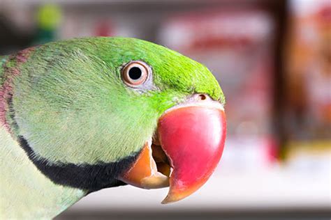 Parrots In History The Different Types Of Parrot Parrots Guide