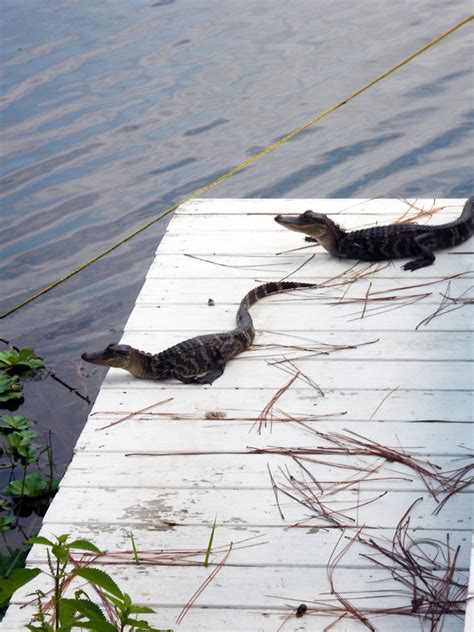 Both Alligators Hanging Out On The Dock There Are Two Baby Flickr