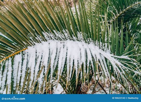 Snow Covered Palm Tree Palm Covered With Snow Stock Image Image Of