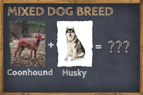 Coonhound Husky Mix Info Pictures And Facts Zooawesome