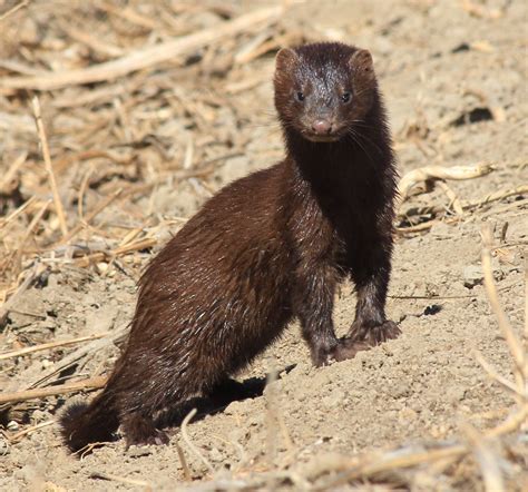 American Mink Is The Most Frequently Farmed Animal For Its Fur