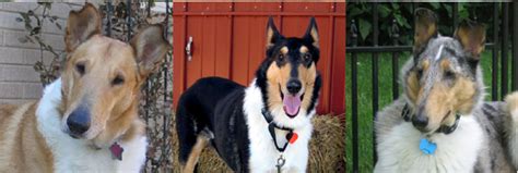smooth collie dog breed puppies