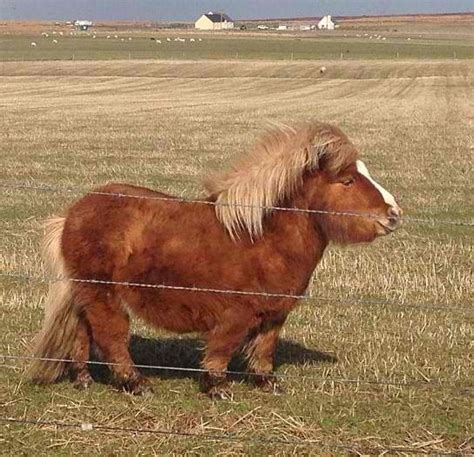 This advert is located in and around tamworth, staffs. Shetland Pony Breed Information, History, Videos, Baby ...