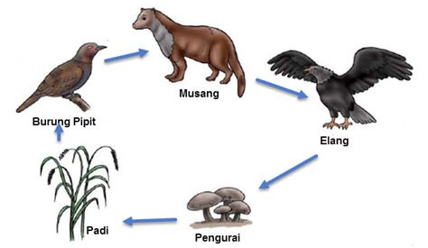 Perpindahan Energi Dalam Rantai Masakan My Blog